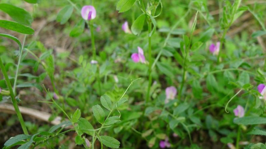 治鼻血:肥田草50克,煨甜酒吃.(《贵州草药》)