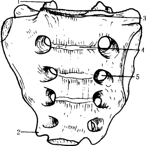 图3-2-1 骶骨前面观