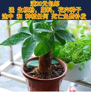 室内盆栽植物 小发财树 盆景植物.净化空气.