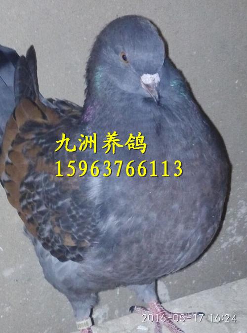 福建公斤鸽落地王鸽颜色全价格低肉鸽白羽王青年鸽种鸽图片