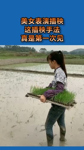 我要上热门美女表演插秧这插秧的手法真是第一次见