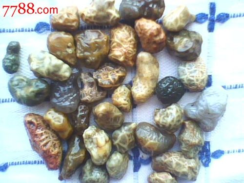 阿拉善黄静脉石