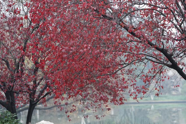 摄影 紫叶李 写美篇 紫叶李,别名:红叶李,蔷薇科李属落叶小乔木,高