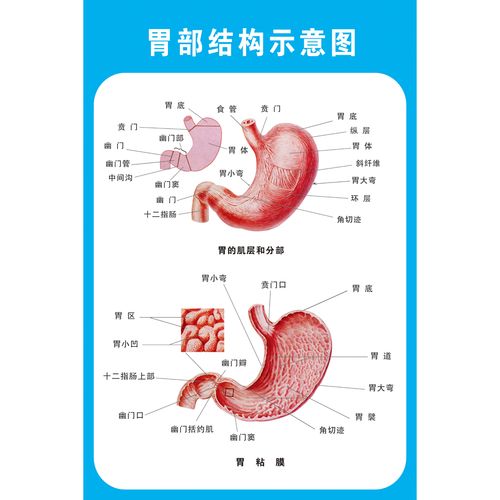 人体胃部解剖系统示意图医学宣传挂图人体器官心脏结构图医院海报
