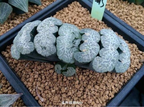 十二卷 玉扇名品鉴赏