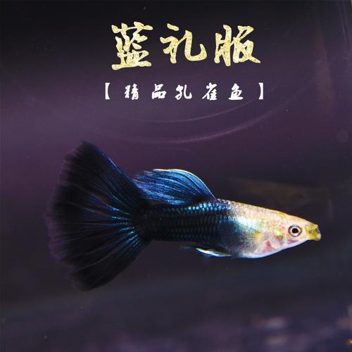 蓝礼服 台湾纯种精品热带孔雀鱼冰蓝礼服小型胎生鱼活体下崽狂魔