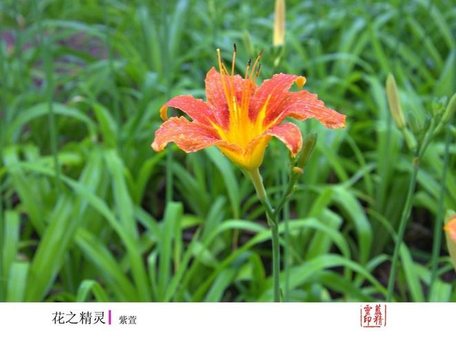 摄影论坛 摄影作品论坛 动物植物论坛 花之精灵:紫萱