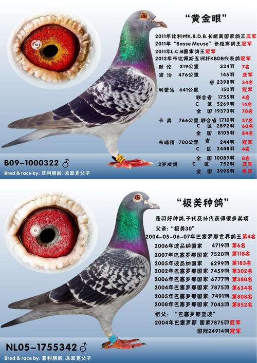 kbdb鸽王冠军家族【原舍】【以售】