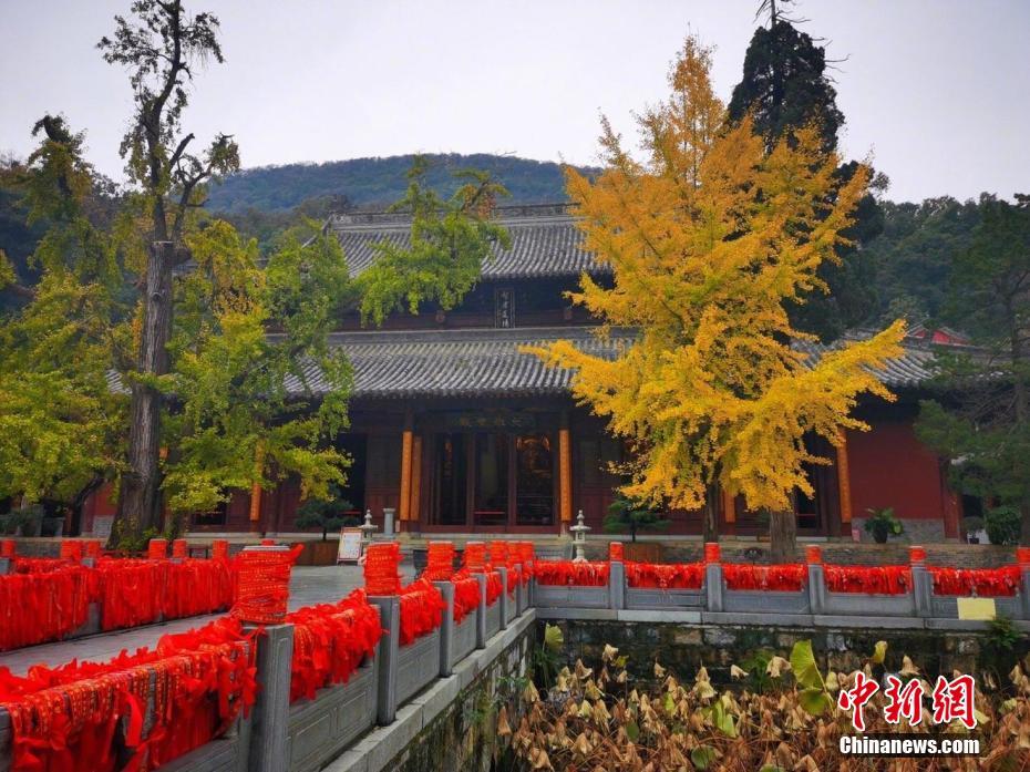 虽已入冬,但湖北当阳市的玉泉寺风景区内,却是秋色正浓.