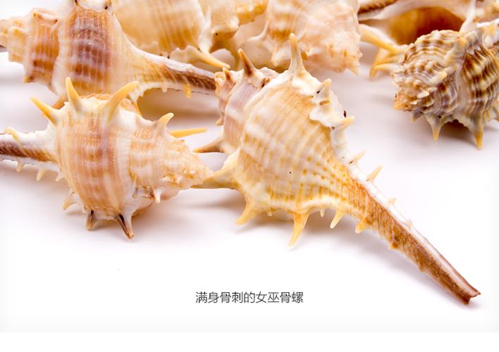 女巫骨螺 天然贝壳海螺 海藻球marimo微景观水培园艺diy装饰品