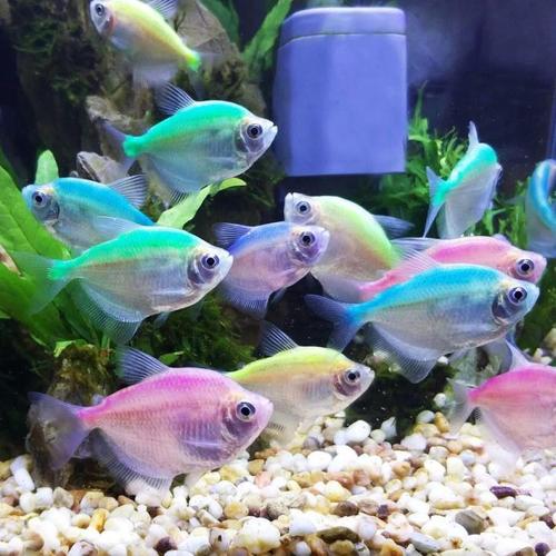 海鱼观赏鱼练手鱼淘汰鱼小鱼活小丑鱼热带鱼小型淡水好养金鱼活体