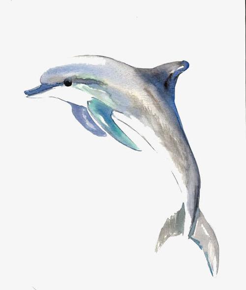 水彩海豚