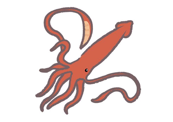 简笔画小百科海洋动物乌贼篇