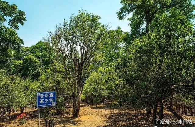 冰岛老寨茶王树99万元,云南普洱茶到底是谁在炒作?
