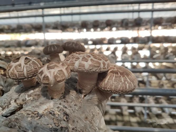 菌龄100天以上,菌丝粗壮浓白, 耐高温能力较强,抗逆性好,子实体单生