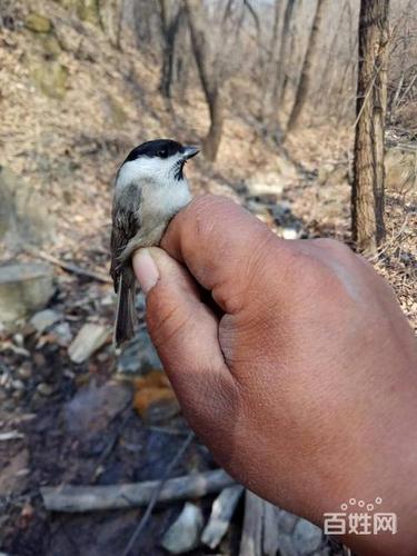 河南红子鸟精品出售