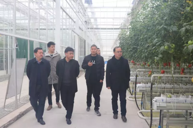 江苏绿港湖北省天门市副市长蒋胜雄来新港农业参观调研