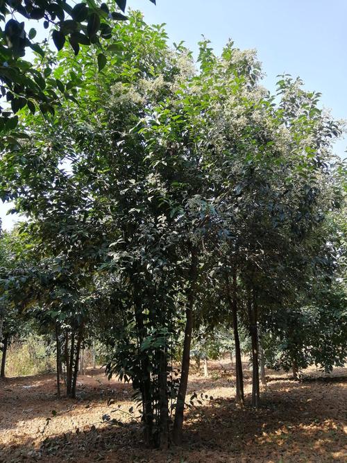 丛生大叶女贞丛生女贞丛生冬青基地批发丛生女贞价格