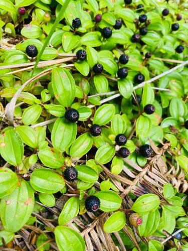 其它 815负重前行 写美篇上个月遍地开花的野果子 地捻子,生长在南方