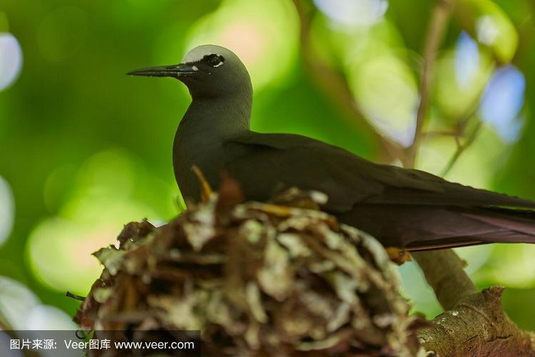 黑燕鸥在树上筑巢
