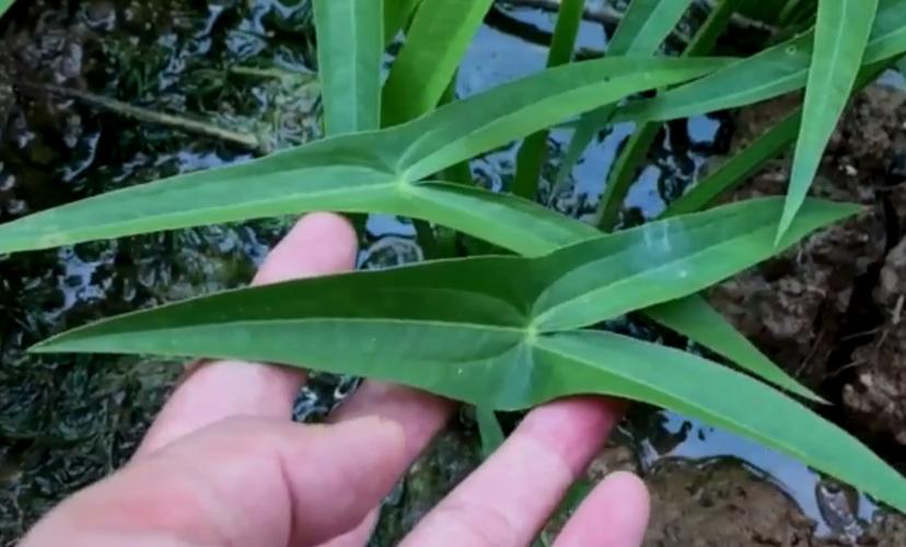 剪刀,慈菇,植物,草药,叶子