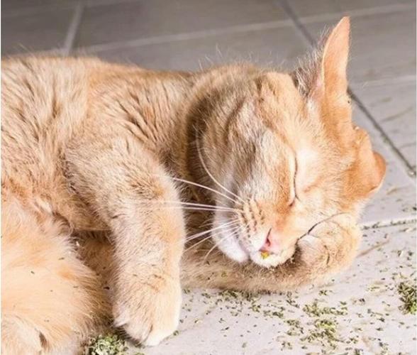 吸了猫薄荷以后,小猫咪表现得特别疯狂,这猫薄荷不会有副作用吧