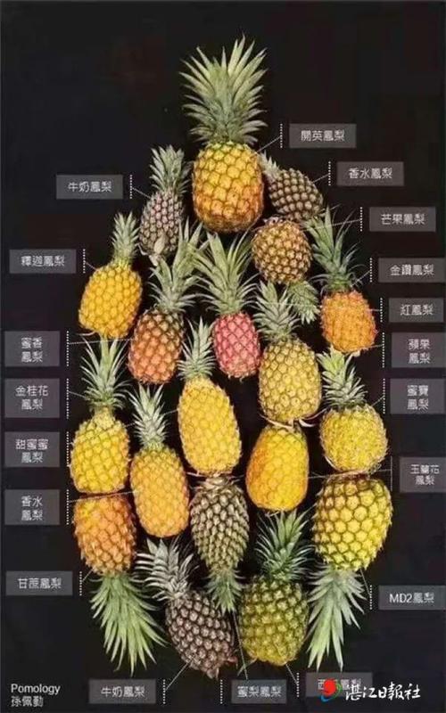 凤梨新品种嫁到徐闻海南种植户来支招