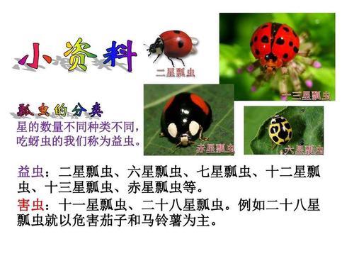 原来瓢虫有益虫也有害虫,主要看看它壳上的小黑点对与少!