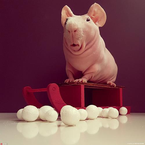 波兰无毛豚鼠圣诞写真走红 大眼呆萌惹人爱