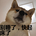 搞笑:别睡了,快起床了表情包