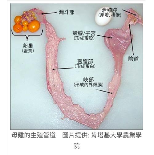 [慎入]鸡蛋的形成过程