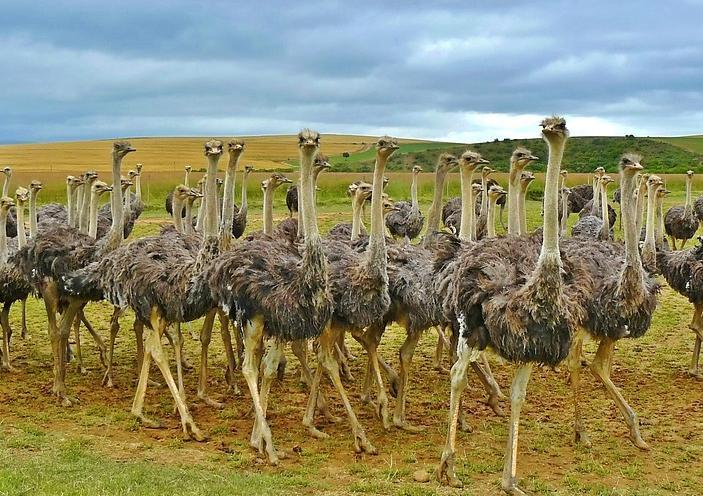 营口市非洲鸵鸟非洲鸵鸟养殖方法