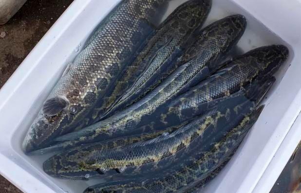 此时,养殖黑鱼外观的性状与野生的黑鱼基本上如出一辙,简直就像六耳