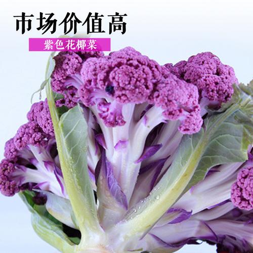 有机紫花椰菜种子菜花种春季秋季大田花菜西兰苔种籽蔬菜种孑