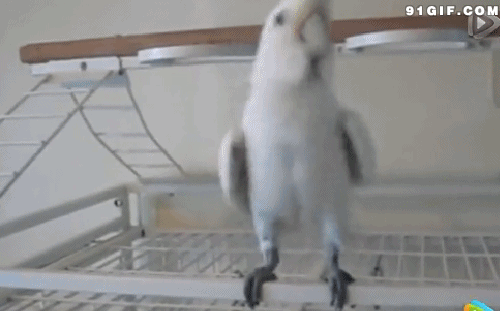 动态动物——动鸟(19)