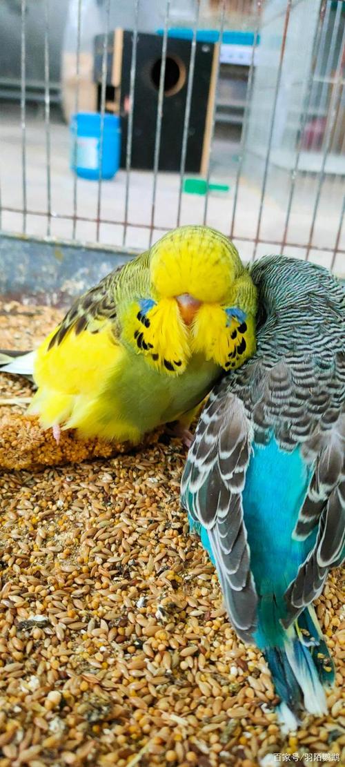 虎皮鹦鹉品种有很多的,原始,蛋白石,珍珠,鱼鳞,显派,隐派,金彩,灰翅