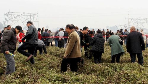 浚县刘沙地村的这块花生地咋引来了几百人围观?