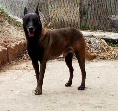 马犬云南昆明基地种公实力种公小魔王对外借配