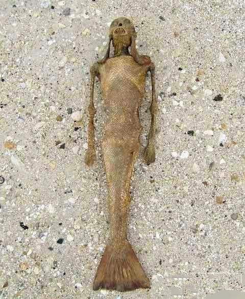 人类曾经有两次捕捉到真正的美人鱼,美人鱼真的存在么