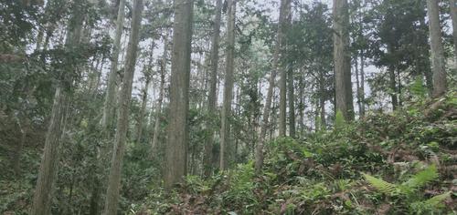 大田林下种植 写美篇  薛有长详细询问了林区杉木林下种植中药材品种