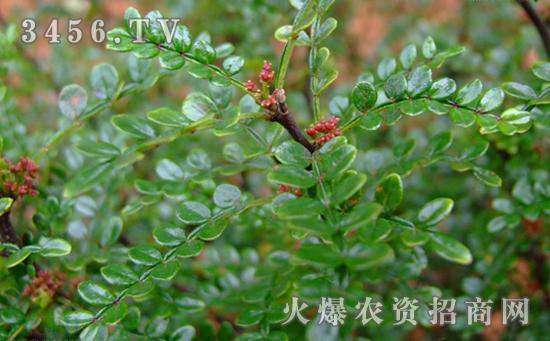清香木的养殖方法和注意事项_清香木为什么老掉叶_清香木叶子发黄的
