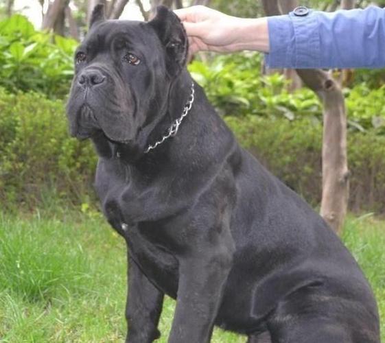 原创卡斯罗犬为什么要剪耳?