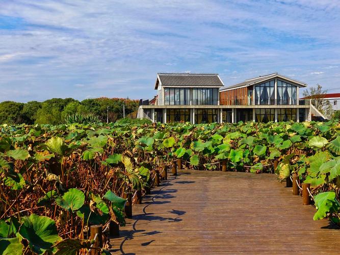 上海最美乡村之金山区漕泾镇水库村