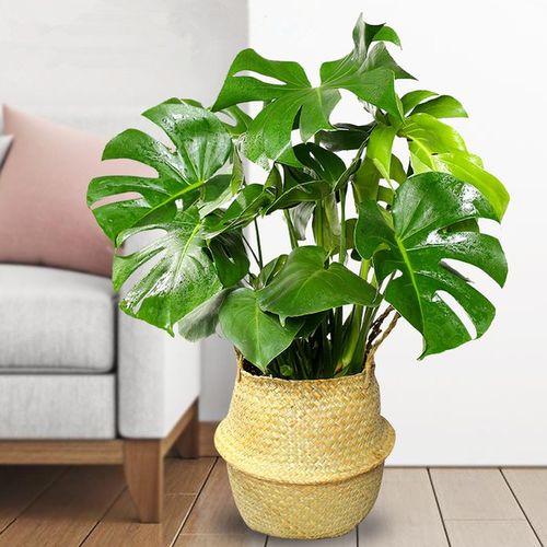 购客龟背竹大型盆栽绿植室内净化空气大叶植物客厅吸甲醛四季常青 免