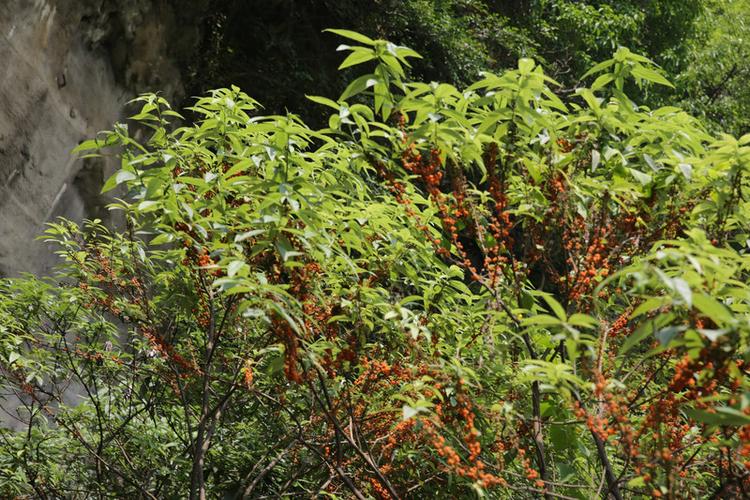 黄果树瀑布由此植物的果实得名