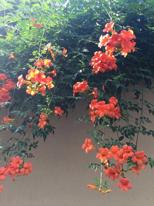 其它 凌霄花开 写美篇凌霄花是紫葳科,凌霄属攀援藤本植物,分布于中国