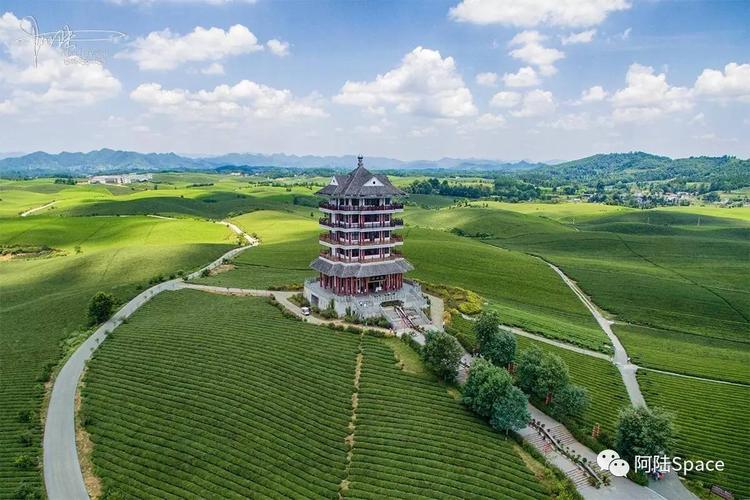 因为地势多为丘岭,茶海波澜尽收眼底,跟杭州的茶园的风格大相径庭,看