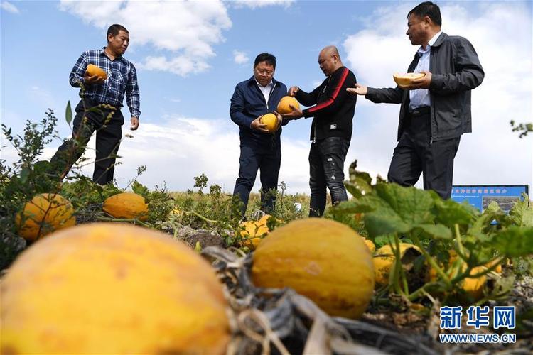 青冈县委书记杨勇:来自传统农区的"猛犸象"