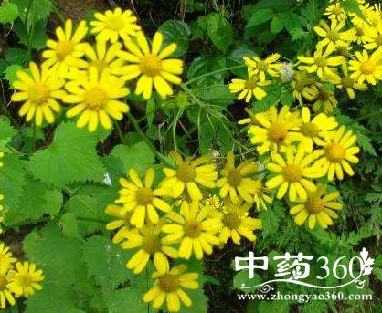 斩龙草有哪些功效 斩龙草清热解毒治痢疾-中药大全