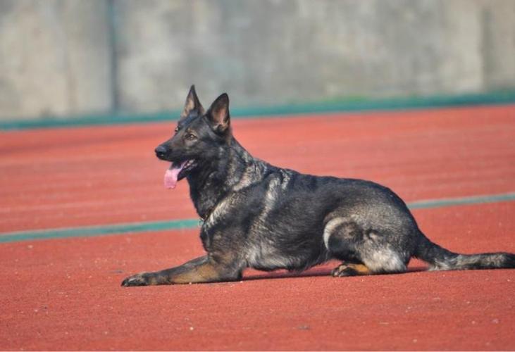 东德牧羊犬怎么看纯不?关键在这几点